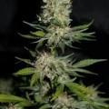 Houchie Kouchie Kush (Makka Seeds)