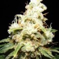 Wacky Widow (Makka Seeds)