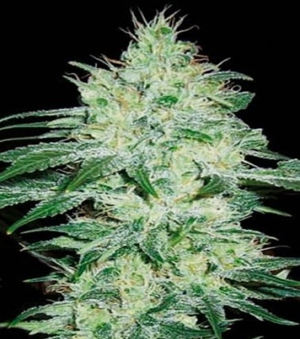 Orient Automatic (Blimburn Seeds)