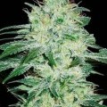 Orient Automatic (Blimburn Seeds)