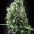 Tijuana (Blimburn Seeds)