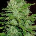 Mango (Blimburn Seeds)