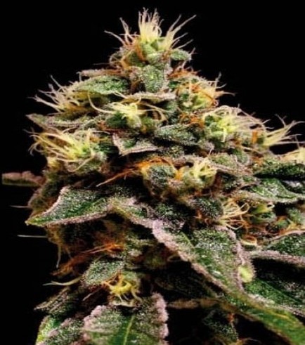 Kabrales (Blimburn Seeds)