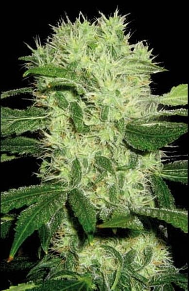 Dama Blanca - Strain Information - CannaConnection