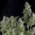 Auto Northern Lights (Pyramid Seeds)