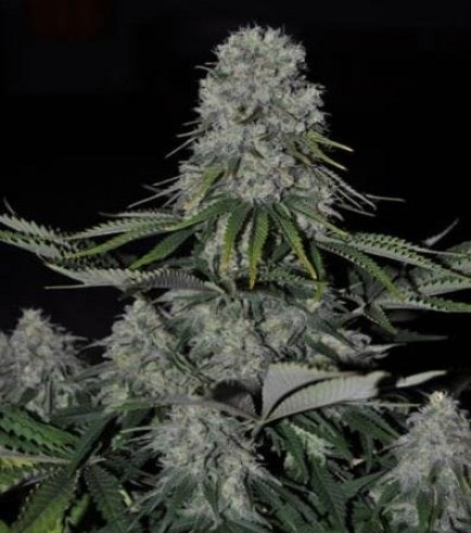 Kritikal Bilbo Auto (Genehtik Seeds)