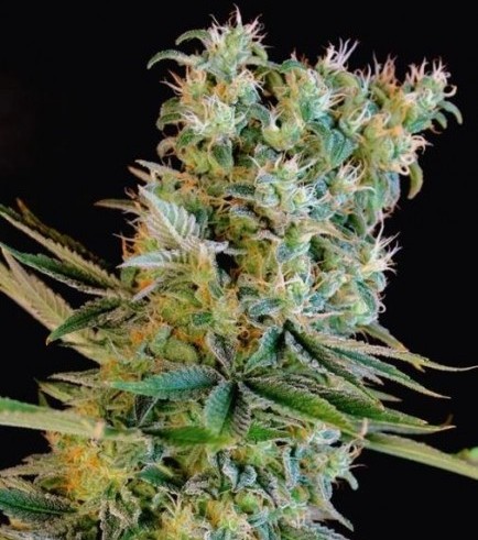 Amnesia Bilbo (Genehtik Seeds)