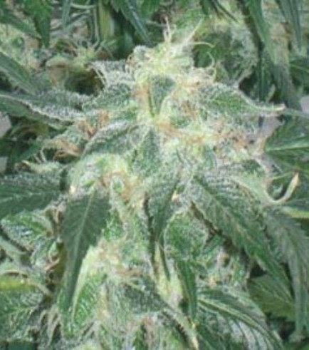 Amnesia Bilbo (Genehtik Seeds)