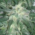 Amnesia Bilbo (Genehtik Seeds)