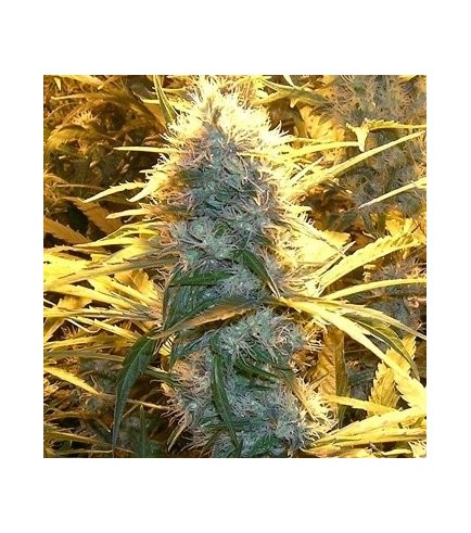 Medical Kush (Spliff Seeds)