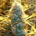 Medical  Kush (Spliff Seeds)