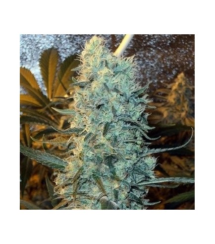 Power Plant (Spliff Seeds)