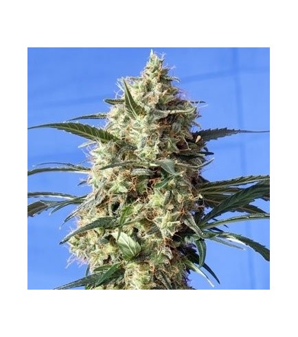 Snow White - Strain Information - CannaConnection