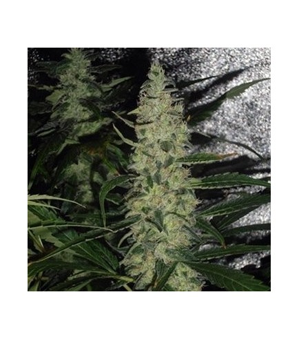 Super Skunk - Strain Information - CannaConnection