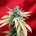 Blackdance (Reggae Seeds)