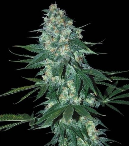 El Alquimista (Samsara Seeds)