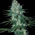 El Alquimista (Samsara Seeds)