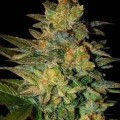 Spiritual Punk (Samsara Seeds)