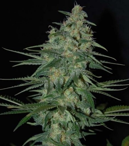 Sweet Black Angel (Samsara Seeds)