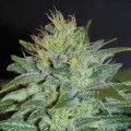 Sweet Black Angel (Samsara Seeds)