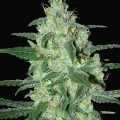 Thunder Bloody Mary Automatic (Samsara Seeds)