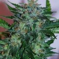 Flash Babylon (Samsara Seeds)