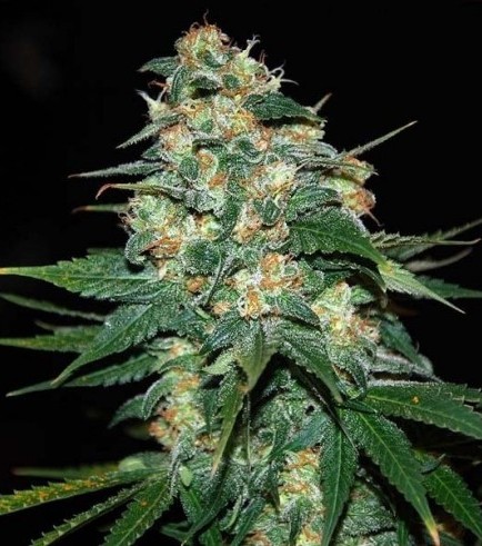 Skunk 47 (World Of Seeds)