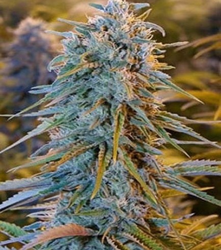 Blue Dream (Humboldt Seeds)