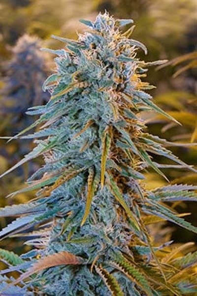 Blue Dream - Strain Information - Cannaconnection.com - Strain Information