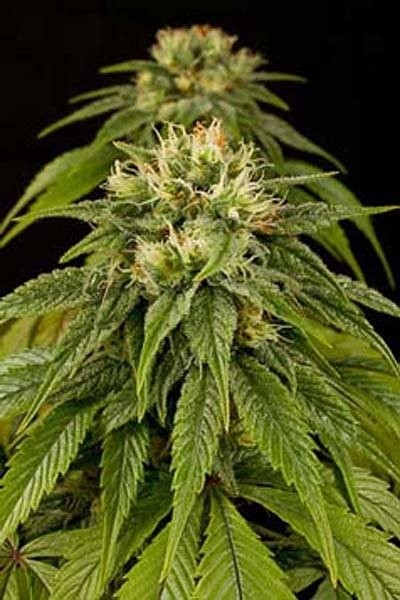 Lemon Juice Express Autoflowering - Strain Information - CannaConnection