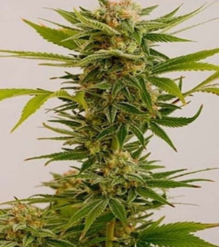 Sour Diesel 2 (Humboldt Seeds)