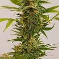 Sour Diesel 2 (Humboldt Seeds)