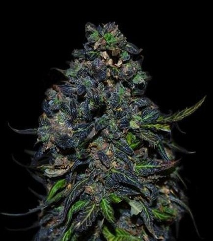 Taison Auto (VIP Seeds)