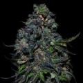 Taison Auto (VIP Seeds)