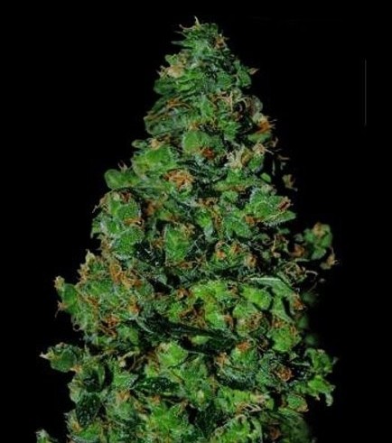 Membrana Hiper Auto (VIP Seeds)