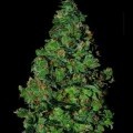 Membrana Hiper Auto (VIP Seeds)