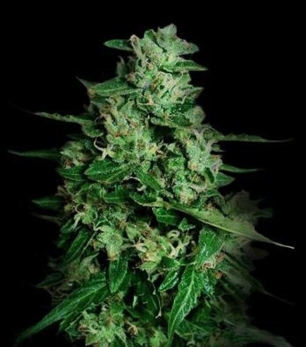 Northern Delights Auto (VIP Seeds)