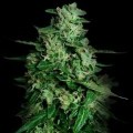 Northern Delights Auto (VIP Seeds)