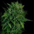 VIP Auto (VIP Seeds)