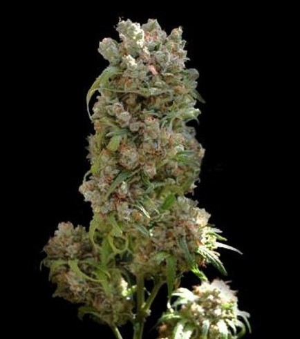 White Spanish (VIP Seeds)