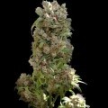 White Spanish (VIP Seeds)