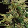 Super Skunk Autoflowering (Vision Seeds)