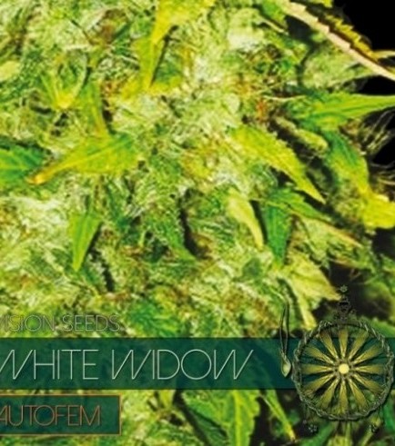 White Widow Autoflowering (Vision Seeds)