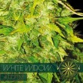 White Widow Autoflowering (Vision Seeds)