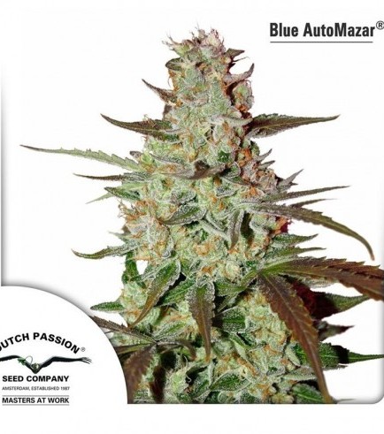 Blue Auto Mazar (Dutch Passion)