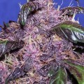 Auto Purple (Original Sensible Seeds)