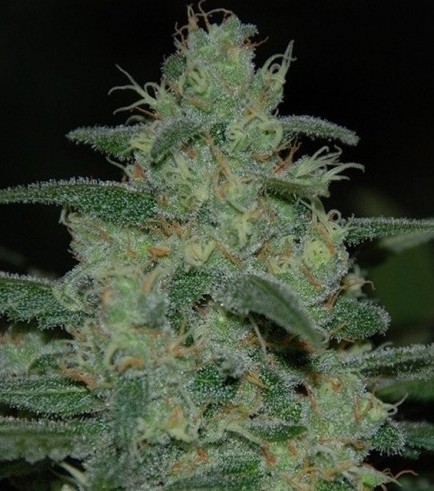 Pure Kush (Original Sensible Seeds)