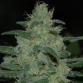 Pure Kush (Original Sensible Seeds)