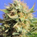 Chronic Lights (Original Sensible Seeds)