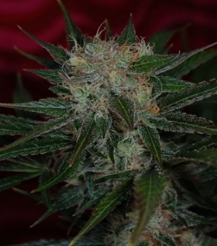 Agent Orange (TGA Subcool)